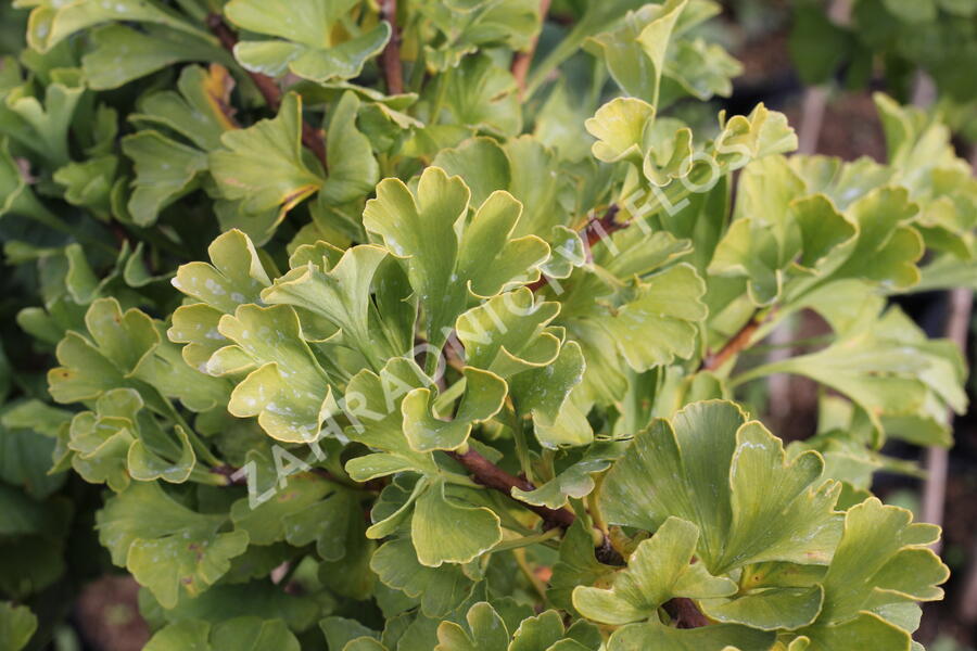 Jinan dvoulaločný 'Mariken' - Ginkgo biloba 'Mariken'