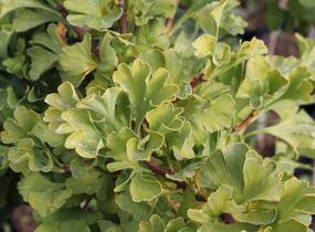 Jinan dvoulaločný 'Mariken' - Ginkgo biloba 'Mariken'