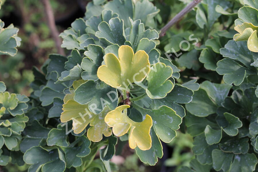 Jinan dvoulaločný 'Mariken' - Ginkgo biloba 'Mariken'