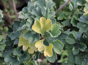 Jinan dvoulaločný 'Mariken' - Ginkgo biloba 'Mariken'