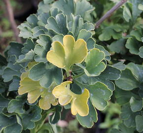 Jinan dvoulaločný 'Mariken' - Ginkgo biloba 'Mariken'