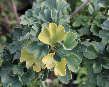 Jinan dvoulaločný 'Mariken'