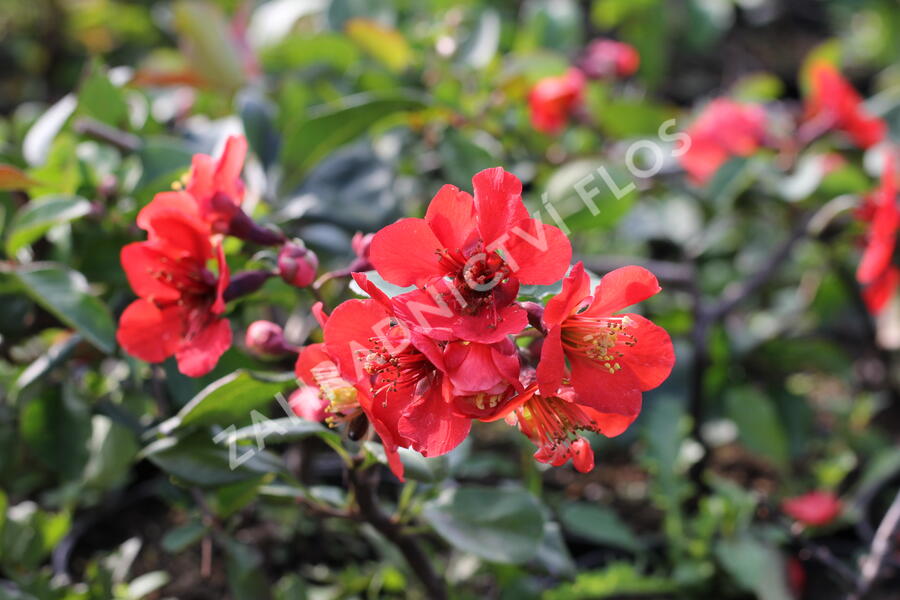 Kdoulovec nádherný 'Etna' - Chaenomeles superba 'Etna'