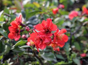 Kdoulovec nádherný 'Etna' - Chaenomeles superba 'Etna'