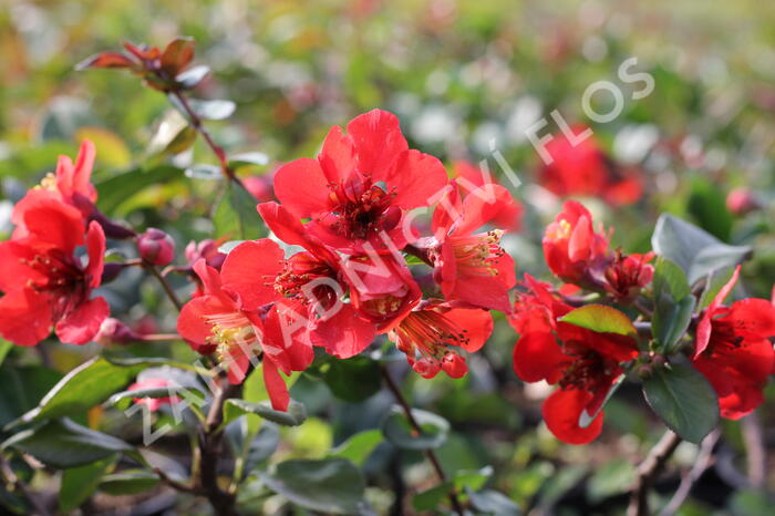 Kdoulovec nádherný 'Etna' - Chaenomeles superba 'Etna'