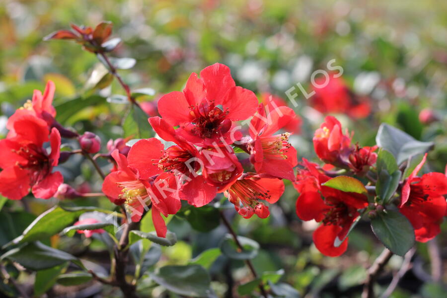 Kdoulovec nádherný 'Etna' - Chaenomeles superba 'Etna'