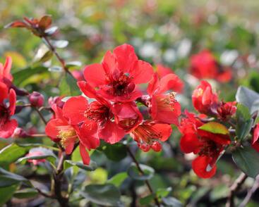 Kdoulovec nádherný 'Etna'