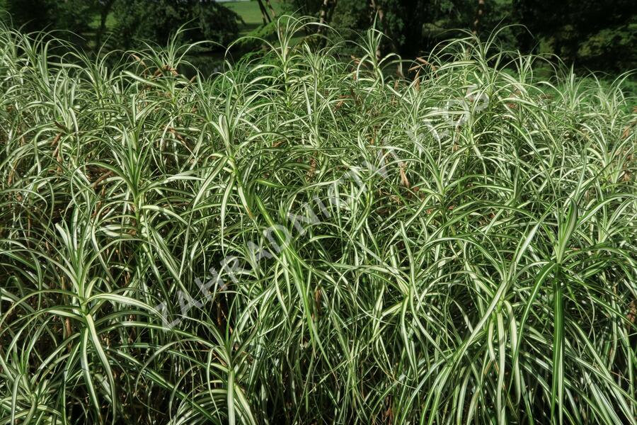 Ostřice muskingumská 'Silberstreif' - Carex muskingumensis 'Silberstreif'