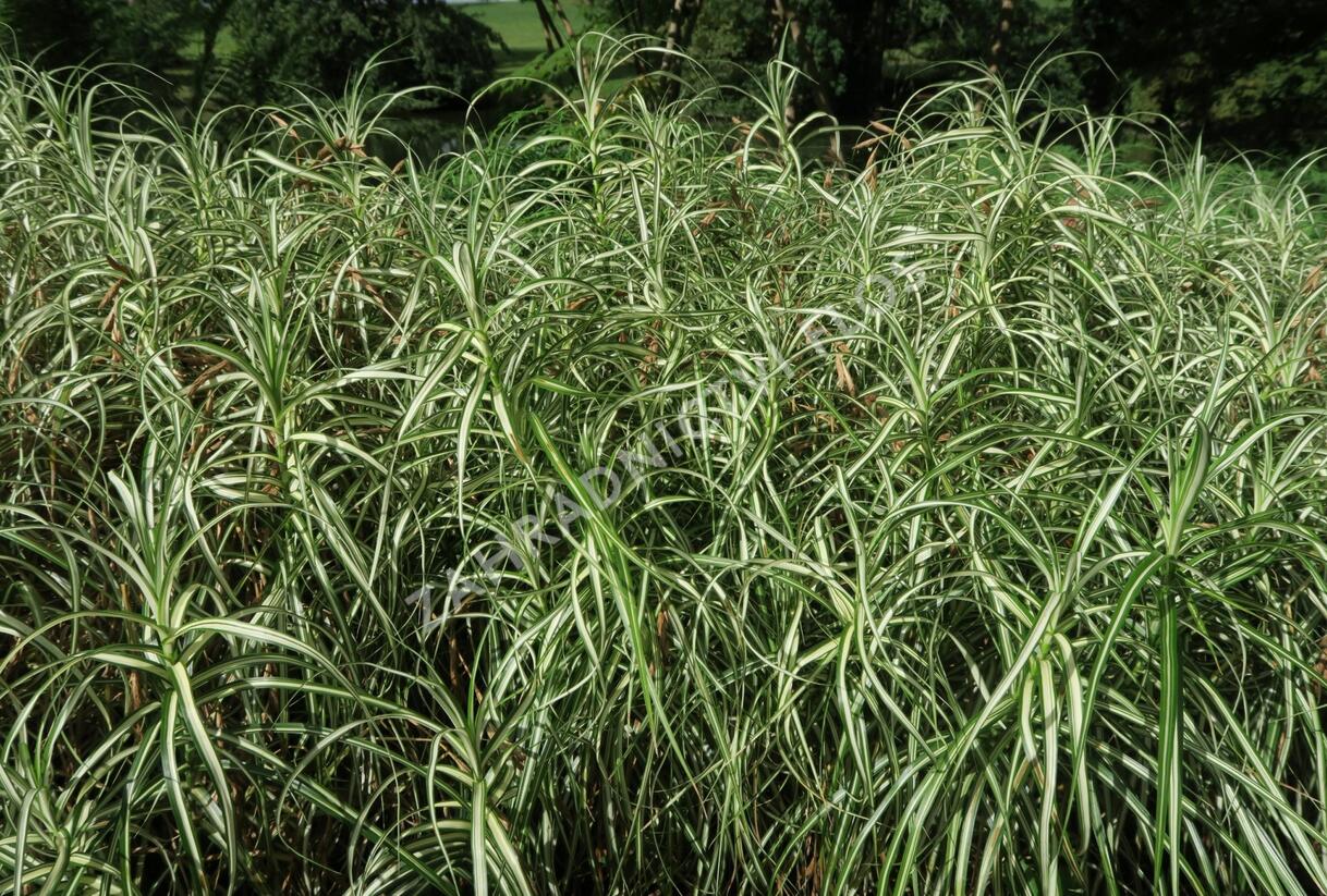 Ostřice muskingumská 'Silberstreif' - Carex muskingumensis 'Silberstreif'