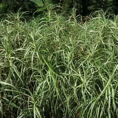 Ostřice muskingumská 'Silberstreif' - Carex muskingumensis 'Silberstreif'