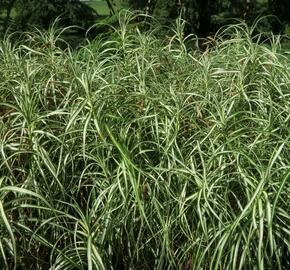 Ostřice muskingumská 'Silberstreif' - Carex muskingumensis 'Silberstreif'