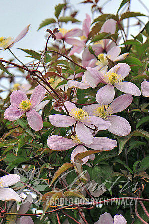 Plamének horský 'Elizabeth' - Clematis montana 'Elizabeth'