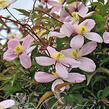 Plamének horský 'Elizabeth' - Clematis montana 'Elizabeth'