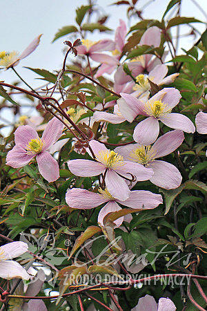 Plamének horský 'Elizabeth' - Clematis montana 'Elizabeth'