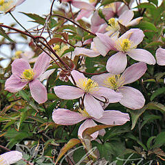 Plamének horský 'Elizabeth' - Clematis montana 'Elizabeth'