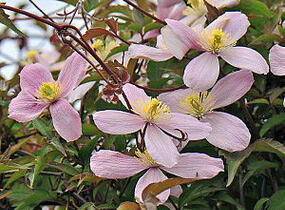 Plamének horský 'Elizabeth' - Clematis montana 'Elizabeth'