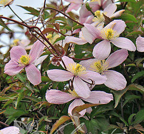 Plamének horský 'Elizabeth' - Clematis montana 'Elizabeth'