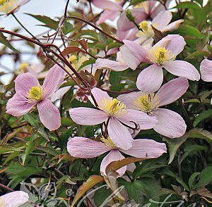 Plamének horský 'Elizabeth'