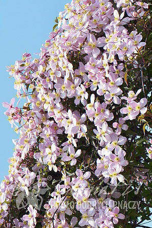 Plamének horský 'Elizabeth' - Clematis montana 'Elizabeth'