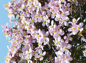 Plamének horský 'Elizabeth' - Clematis montana 'Elizabeth'
