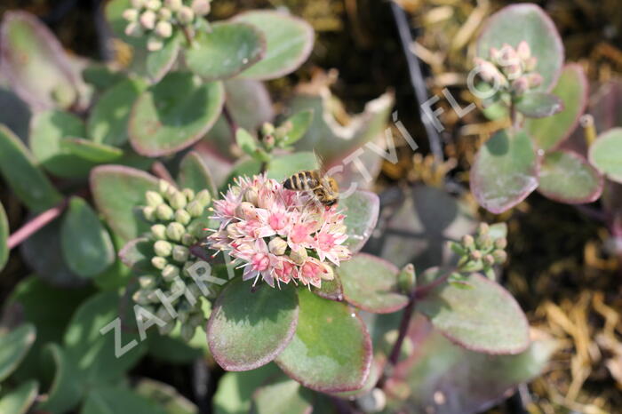 Rozchodník nachový 'Matrona' - Sedum telephium 'Matrona'