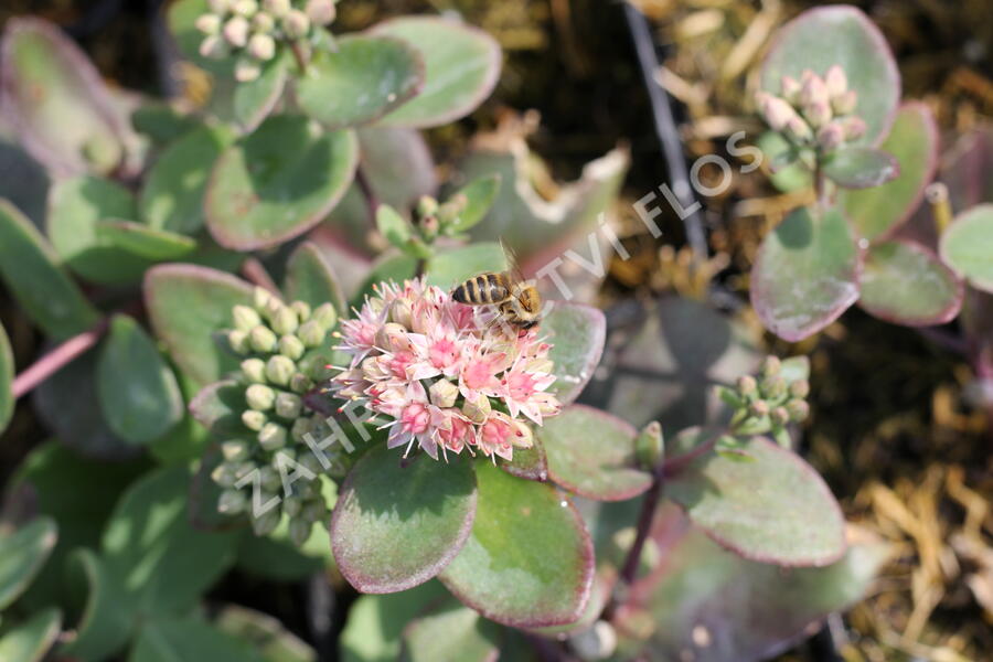 Rozchodník nachový 'Matrona' - Sedum telephium 'Matrona'