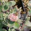 Rozchodník nachový 'Matrona' - Sedum telephium 'Matrona'