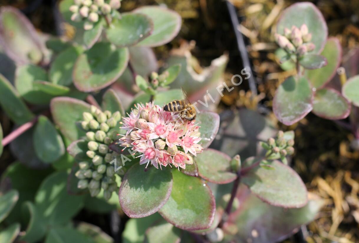 Rozchodník nachový 'Matrona' - Sedum telephium 'Matrona'