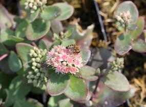 Rozchodník nachový 'Matrona' - Sedum telephium 'Matrona'