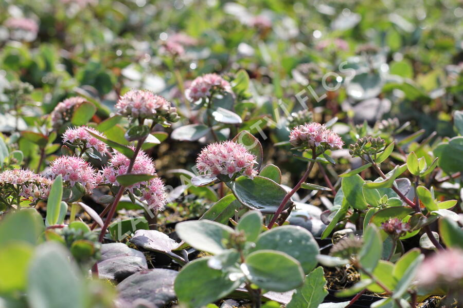Rozchodník nachový 'Matrona' - Sedum telephium 'Matrona'