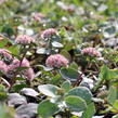 Rozchodník nachový 'Matrona' - Sedum telephium 'Matrona'