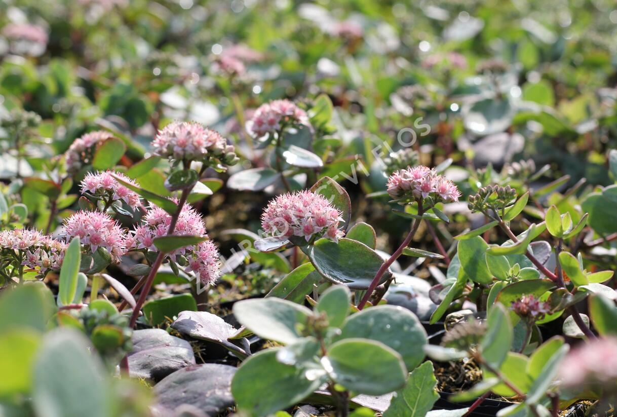 Rozchodník nachový 'Matrona' - Sedum telephium 'Matrona'