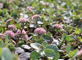 Rozchodník nachový 'Matrona' - Sedum telephium 'Matrona'