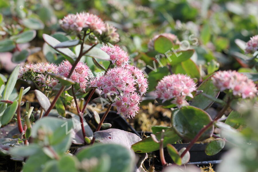 Rozchodník nachový 'Matrona' - Sedum telephium 'Matrona'