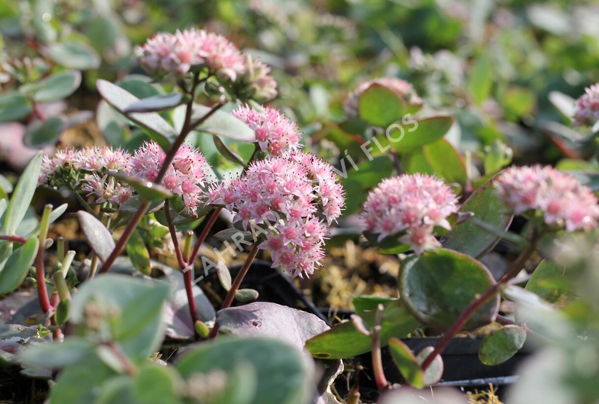 Rozchodník nachový 'Matrona' - Sedum telephium 'Matrona'