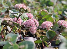 Rozchodník nachový 'Matrona' - Sedum telephium 'Matrona'
