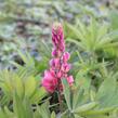 Lupina mnoholistá 'Russel Edelknabe rot' - Lupinus polyphyllus 'Russel Edelknabe rot'