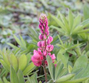 Lupina mnoholistá 'Russel Edelknabe rot' - Lupinus polyphyllus 'Russel Edelknabe rot'