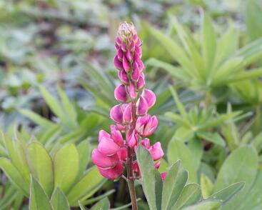 Lupina mnoholistá 'Russel Edelknabe rot'