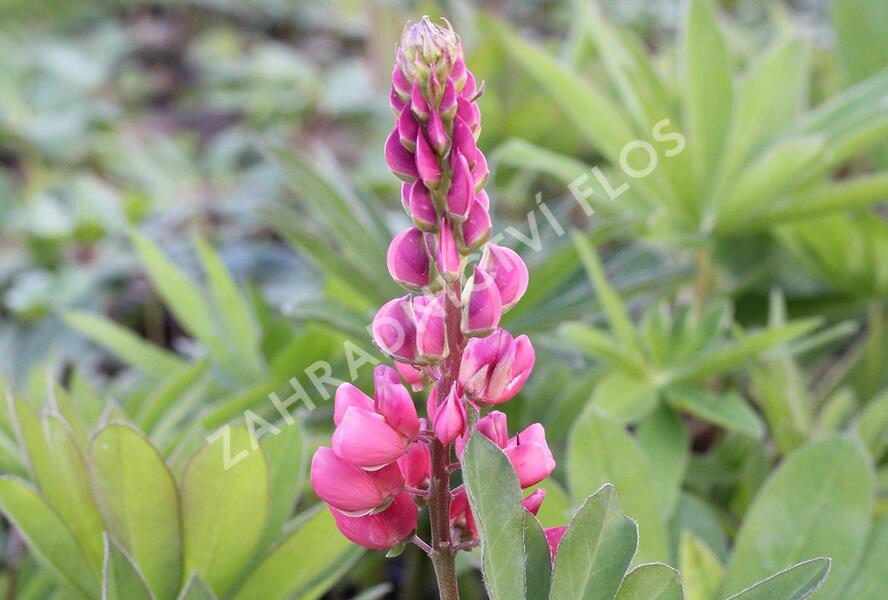 Lupina mnoholistá 'Russel Edelknabe rot' - Lupinus polyphyllus 'Russel Edelknabe rot'