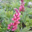 Lupina mnoholistá 'Russel Edelknabe rot' - Lupinus polyphyllus 'Russel Edelknabe rot'