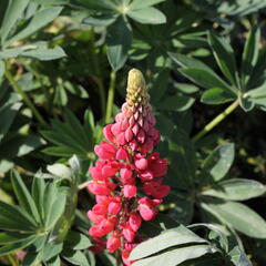 Lupina mnoholistá 'Lupini Red' - Lupinus polyphyllus 'Lupini Red'