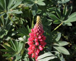 Lupina mnoholistá 'Lupini Red'