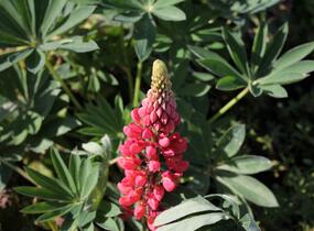 Lupina mnoholistá 'Lupini Red' - Lupinus polyphyllus 'Lupini Red'