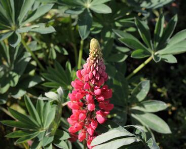 Lupina mnoholistá 'Lupini Red'