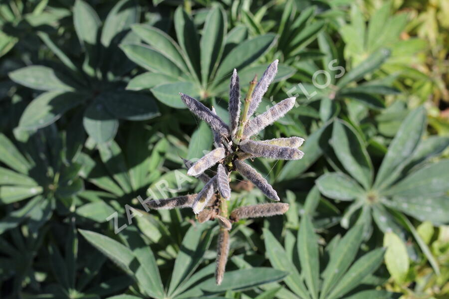 Lupina mnoholistá 'Lupini Red' - Lupinus polyphyllus 'Lupini Red'