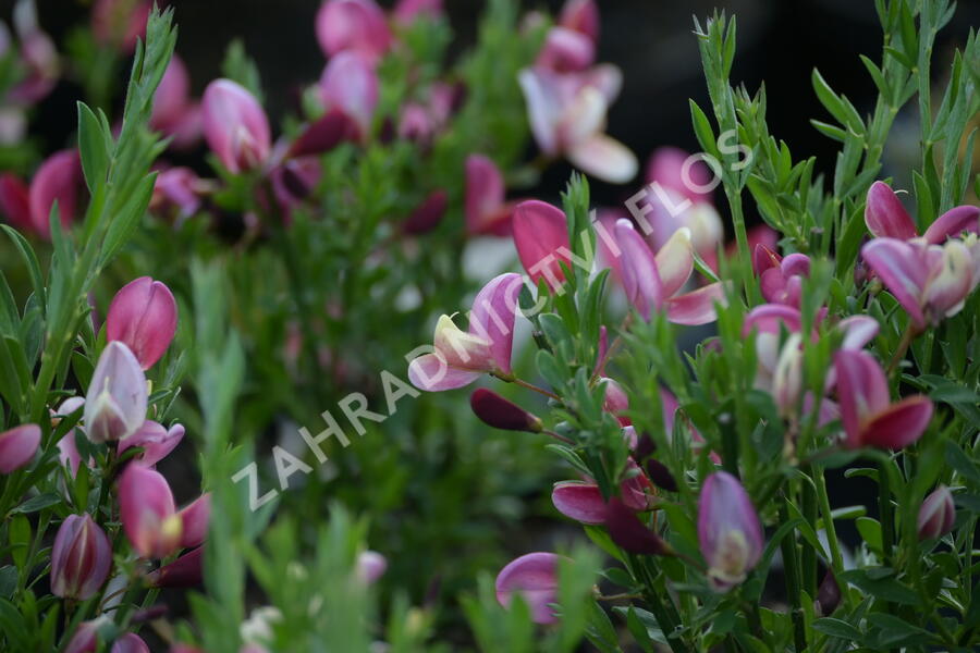 Čilimník 'Hollandia' - Cytisus 'Hollandia'