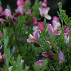 Čilimník 'Hollandia' - Cytisus 'Hollandia'