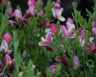 Čilimník 'Hollandia'