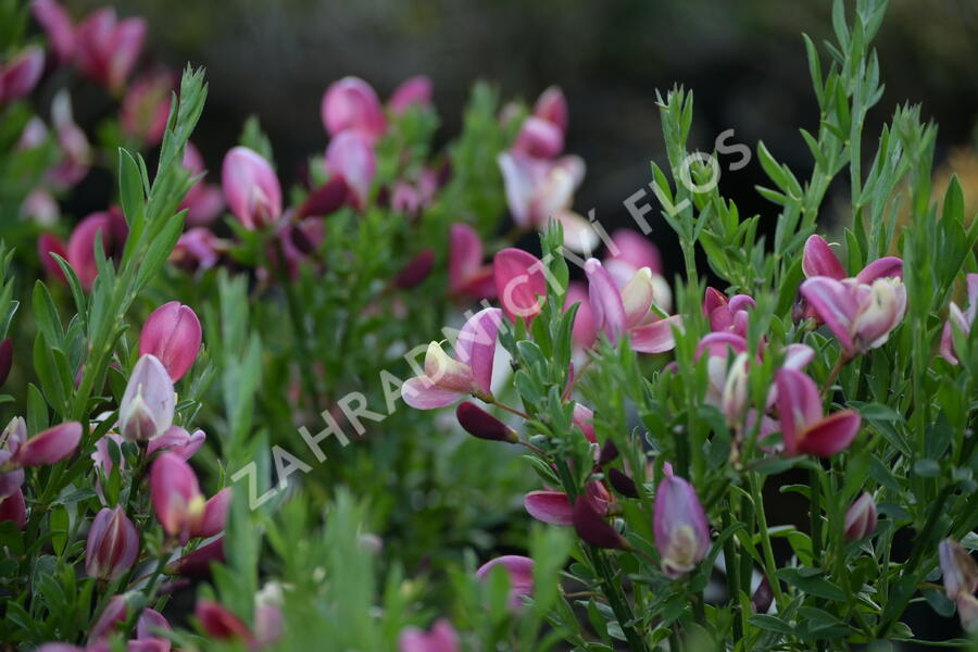Čilimník 'Hollandia' - Cytisus 'Hollandia'